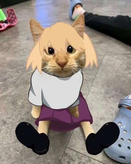 Necoarc IRL cat